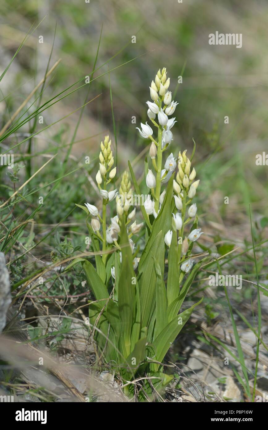 Flowering Narrow-leaved Helloborine in the French Alps Stock Photo