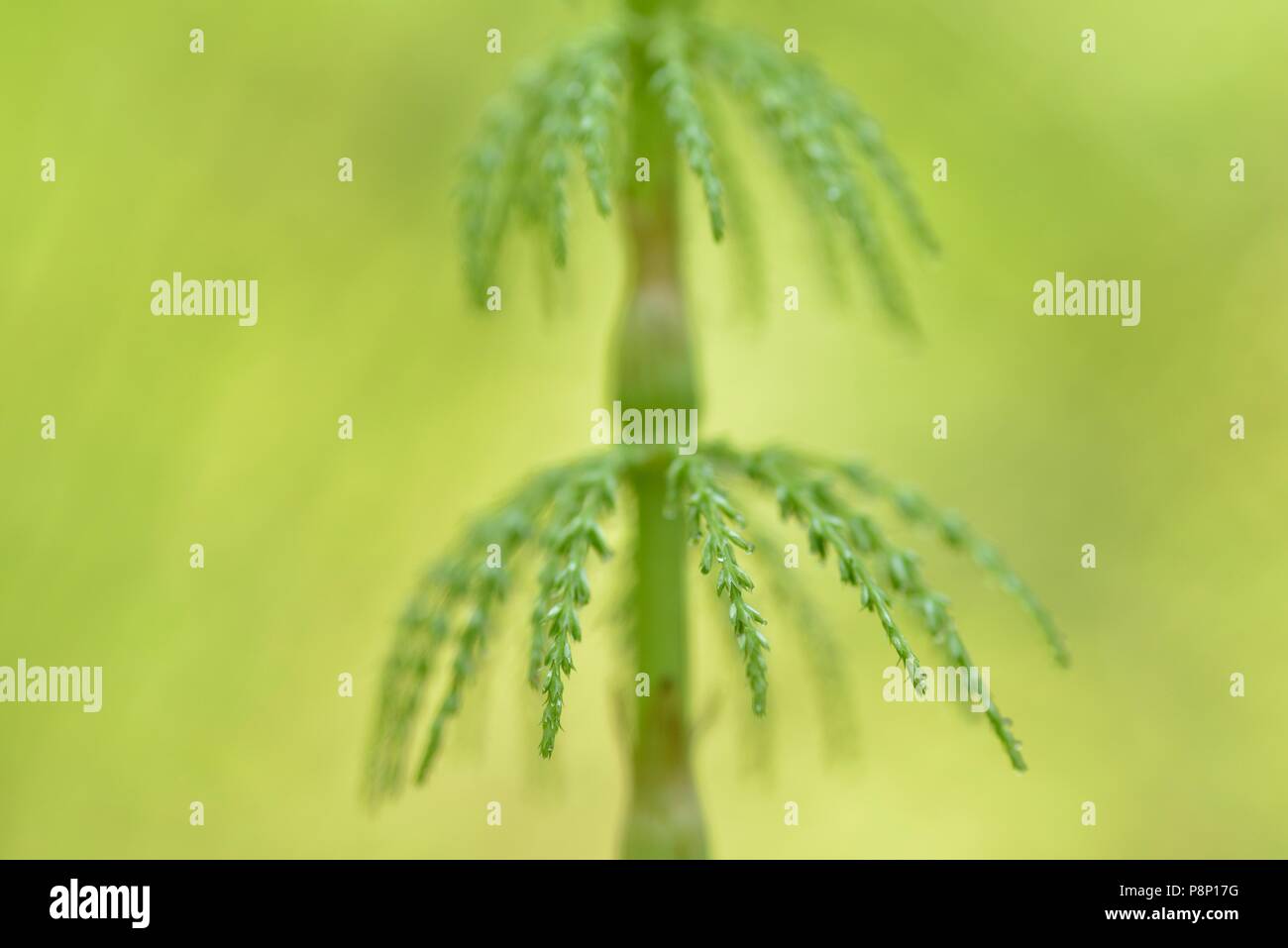 Wood Horsetail growing in deciduous forest Stock Photo