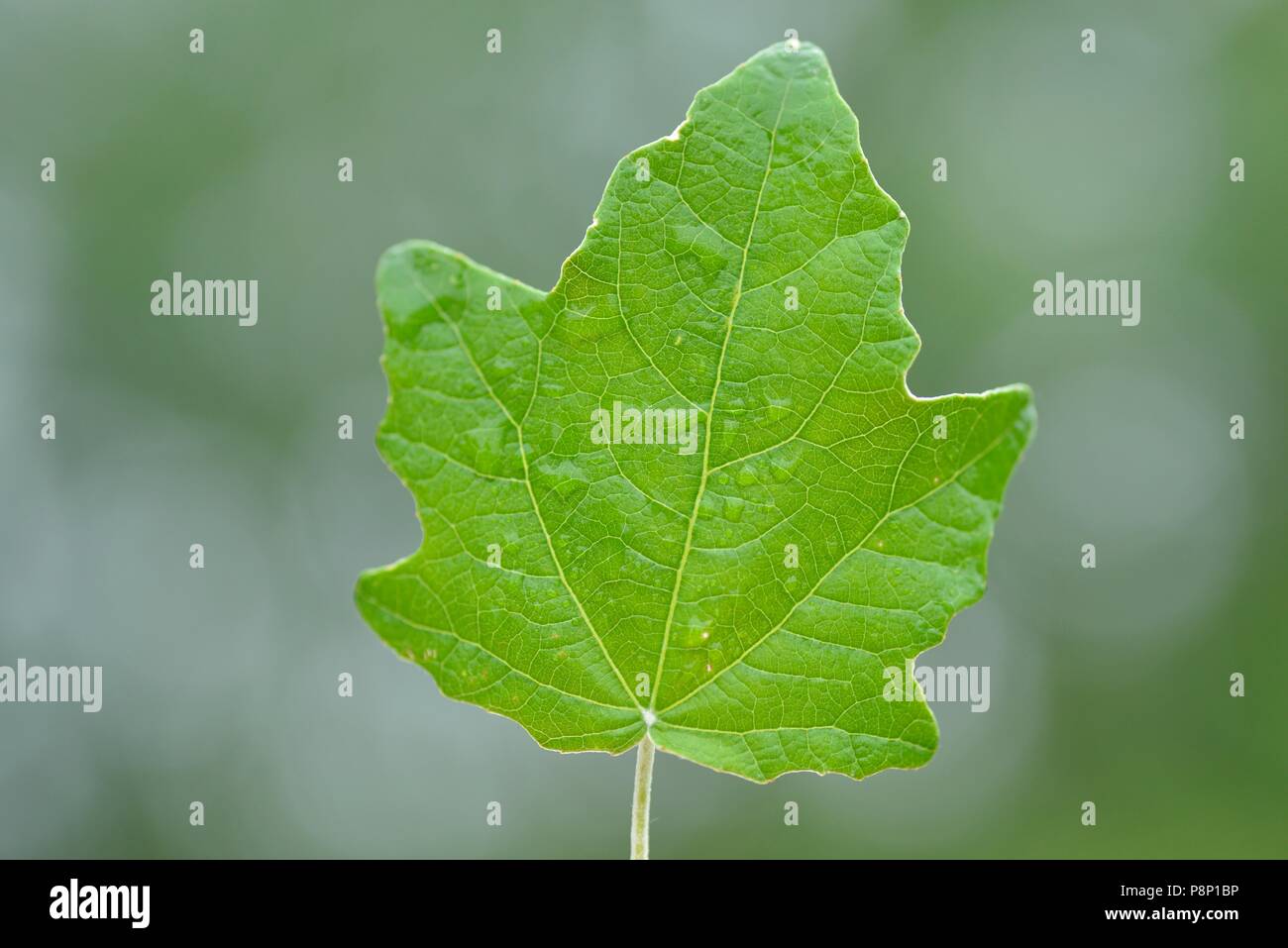 Upside view of Leaf of the White Poplar Stock Photo