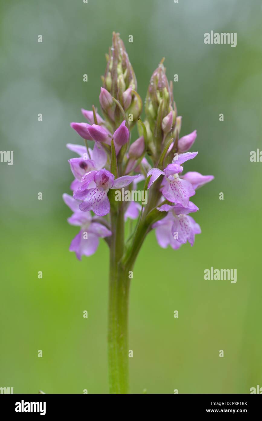 Flowering Southern Marsh-orchid Stock Photo