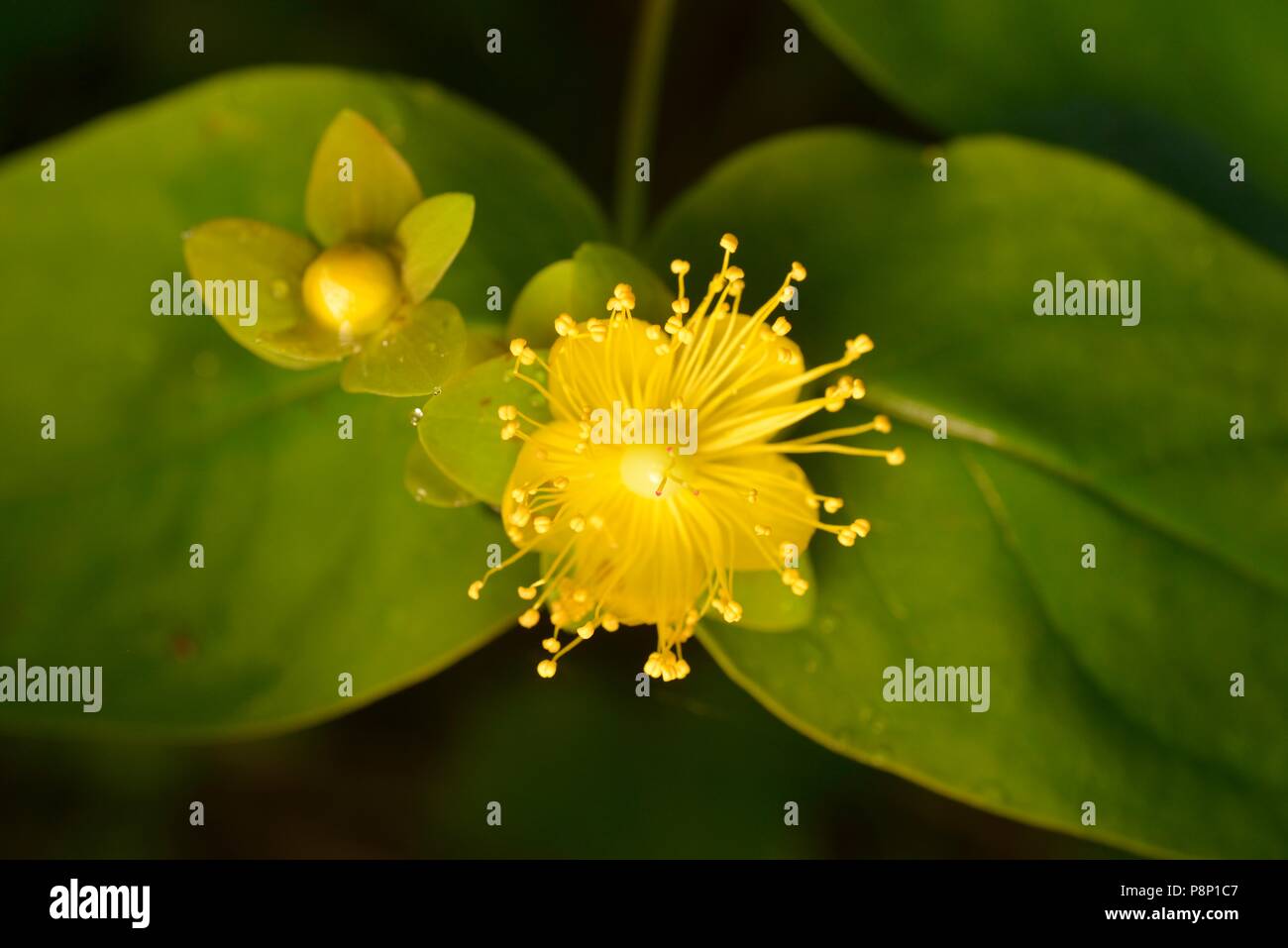 Flowering Tutsan Stock Photo
