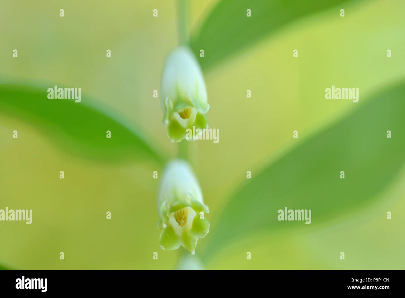 Close-up of the flowers of Angular Solomon's seal Stock Photo