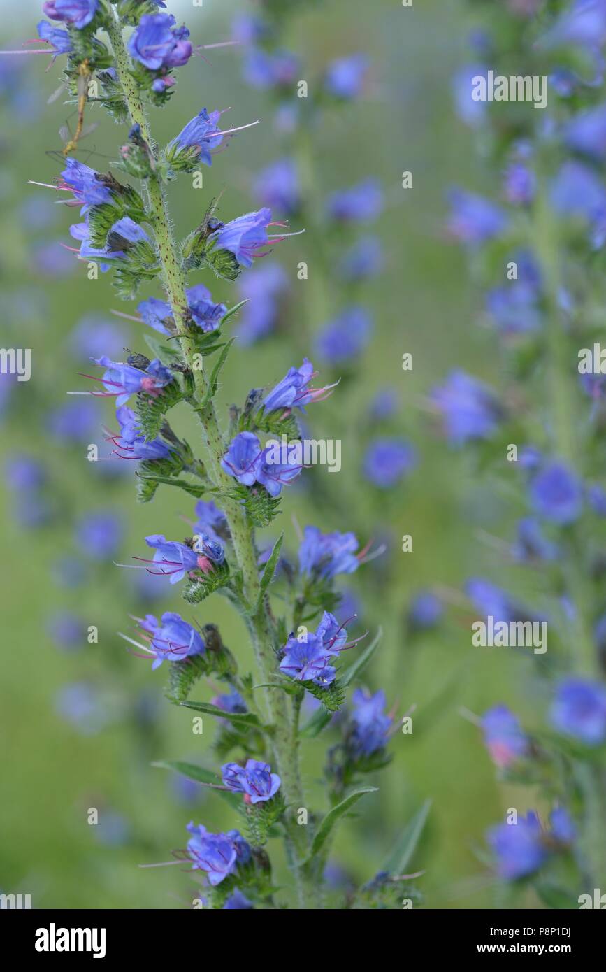 Flowering Viper's bugloss in the dunes Stock Photo