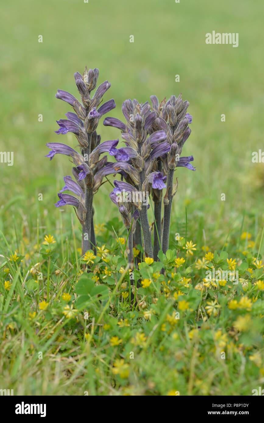 Flowering Yarrow Broomrape parasiting on Yarrow in the dunes Stock Photo