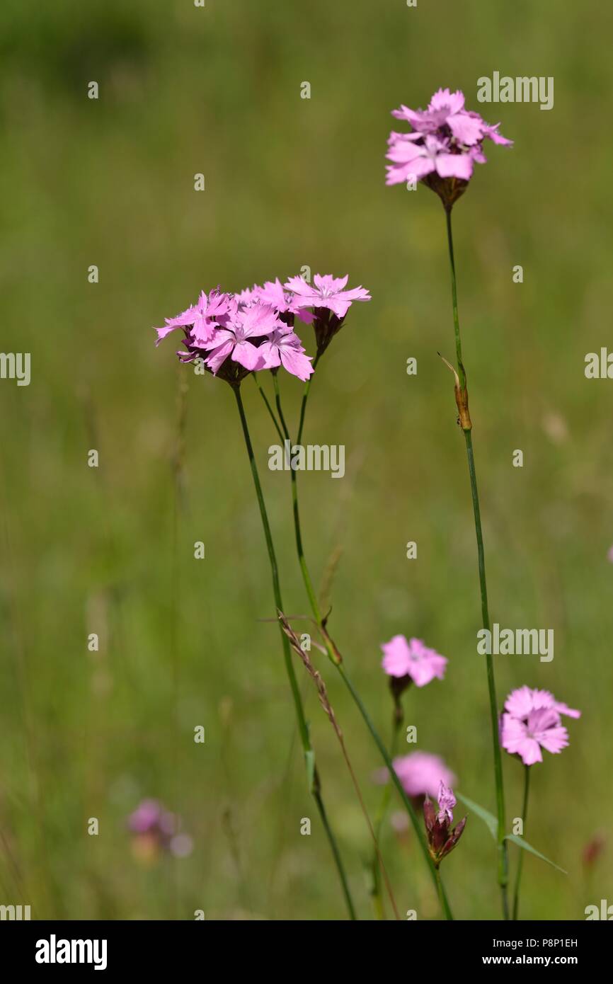 Floweirng Dianthus giganteus an invasive exotic plant introduced in the Netherlands Stock Photo