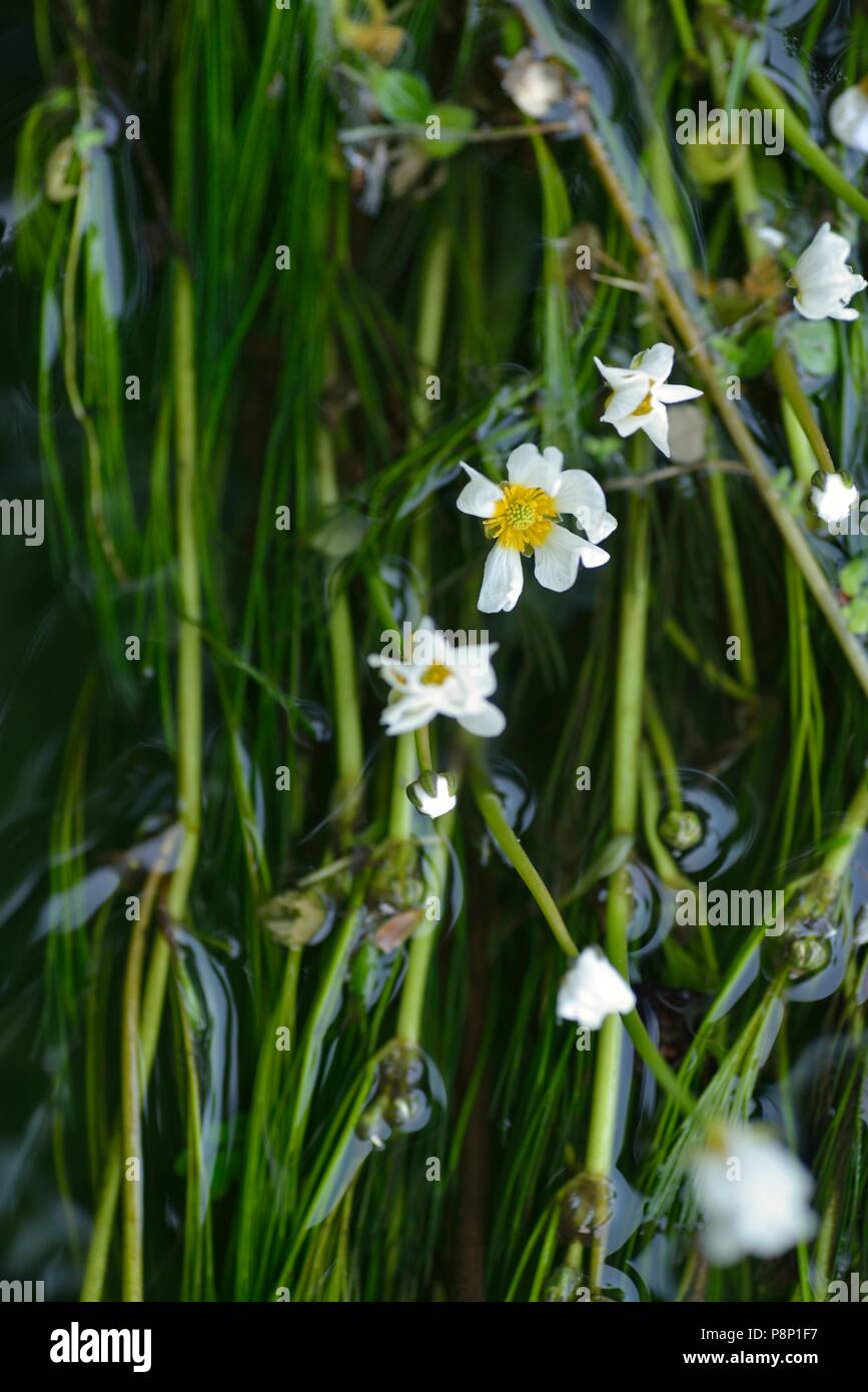 Flowering River water-crowfoot in a small river in Noord-Brabant Stock Photo
