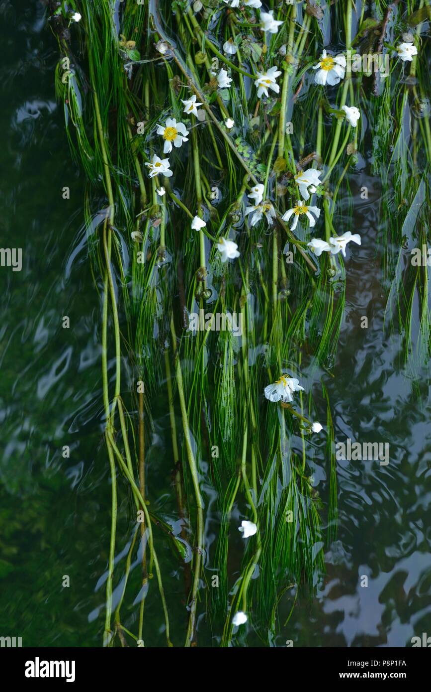 Flowering River water-crowfoot in a small river in Noord-Brabant Stock Photo