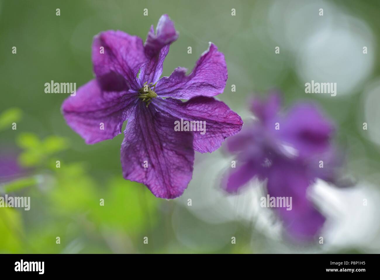 Flowering Purple clematis in hedge along the river Maas Stock Photo