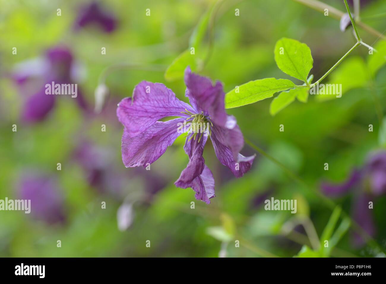 Flowering Purple clematis in hedge along the river Maas Stock Photo