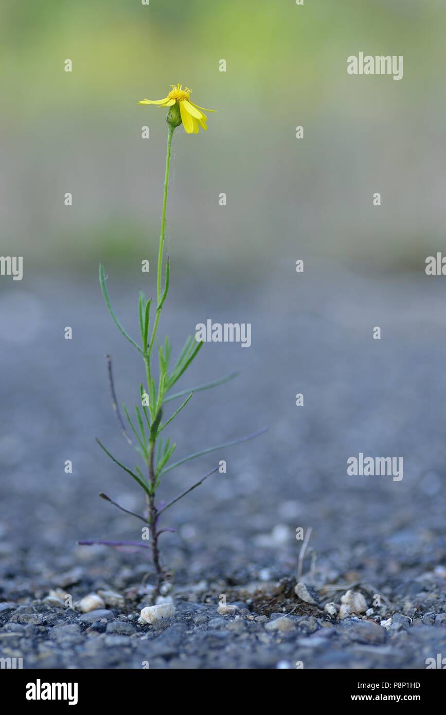 Flowering Narrow-leaved Ragwort Stock Photo