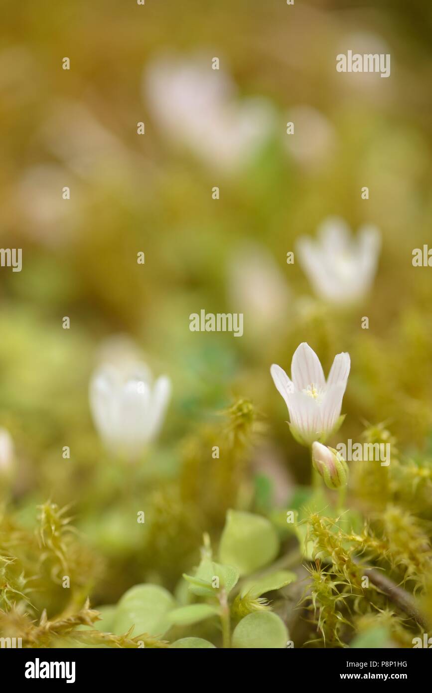 Flowering Bog pimpernel Stock Photo