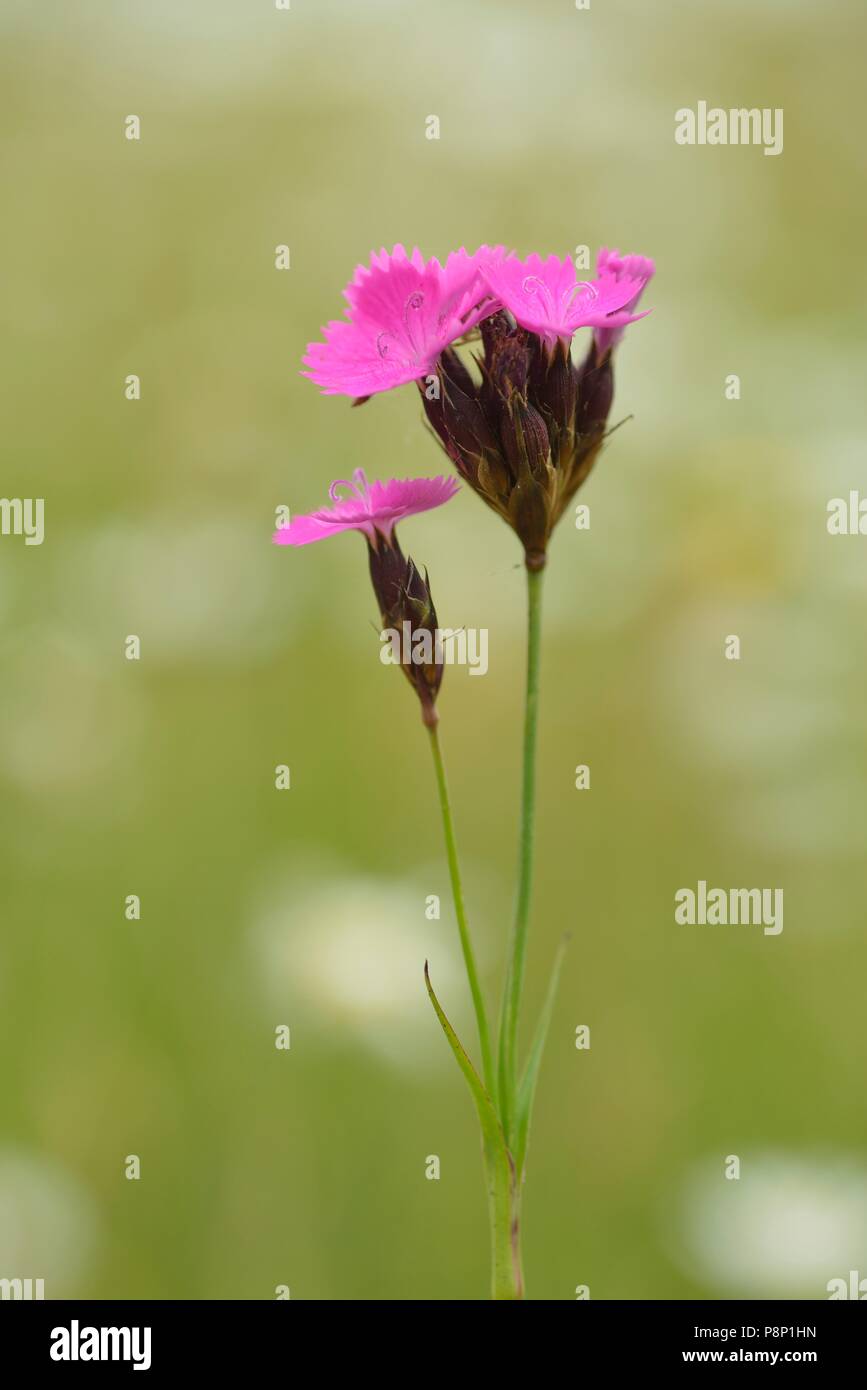 Flowering Dianthus giganteus Stock Photo