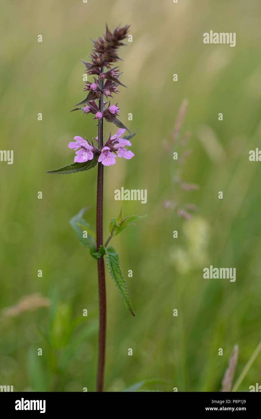 Flowering Marsh Woundwort Stock Photo