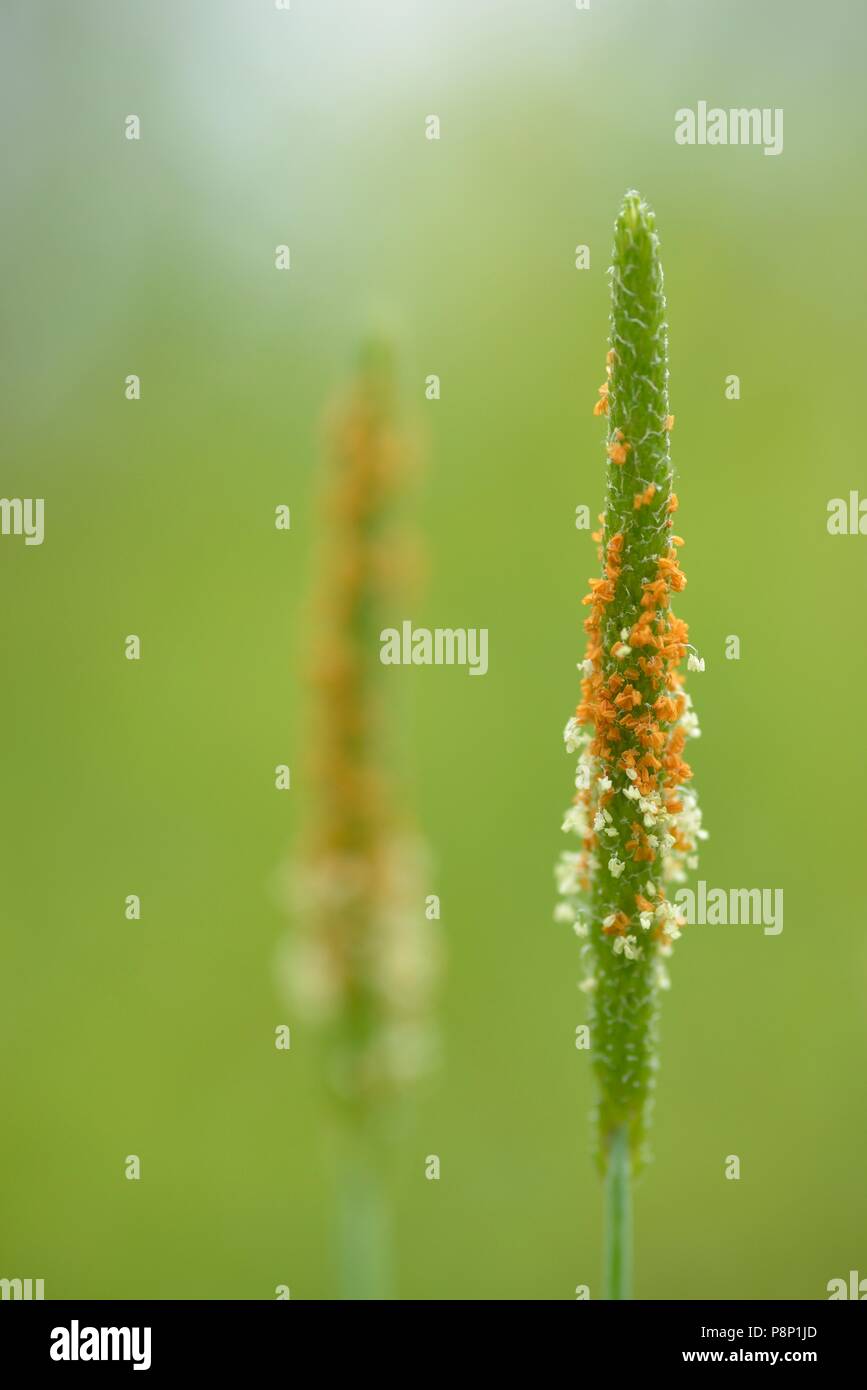 Close-up of the inflorescence of the Orange Foxtail Stock Photo