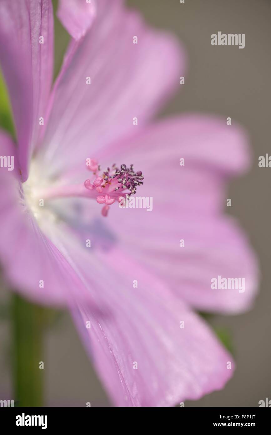 Detailed view on flowering Musk-mallow Stock Photo