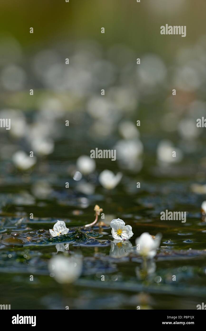 Flowering Greater Pondweed, recognisable by its large white flowers Stock Photo