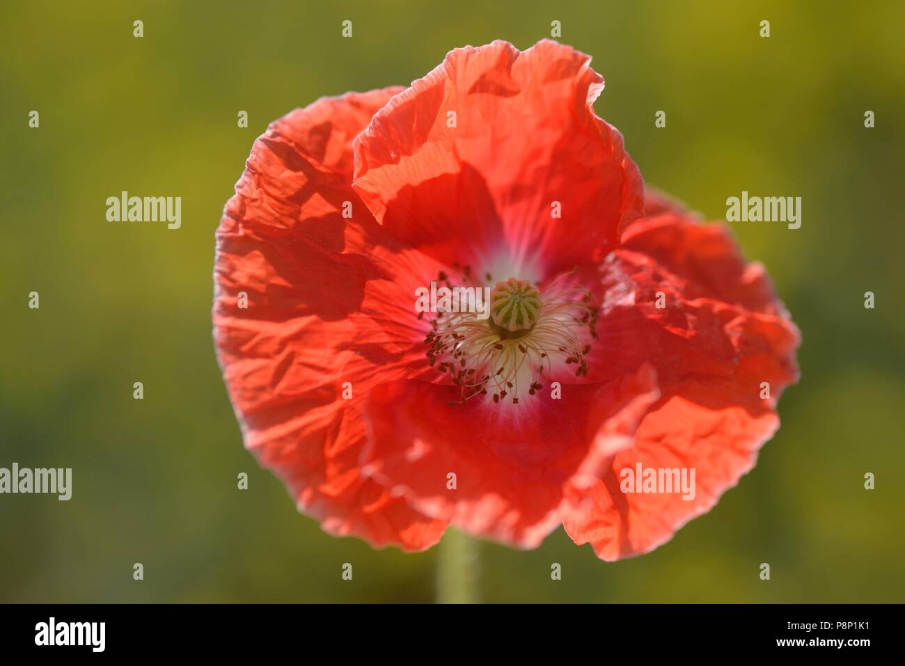 Color mutation of the Common poppy with a light colored heart of the flower Stock Photo