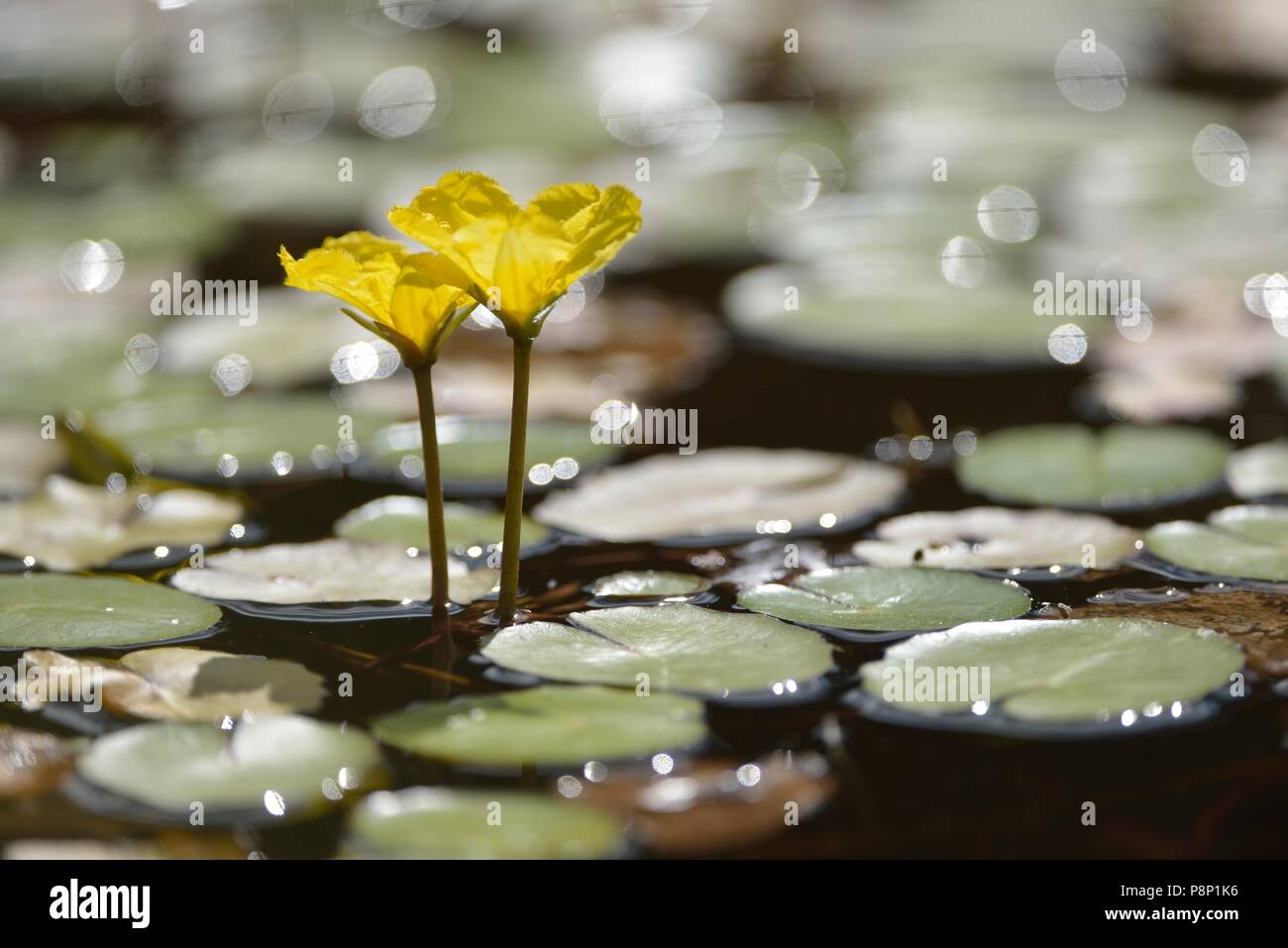Flowering Fringed Waterlilly Stock Photo