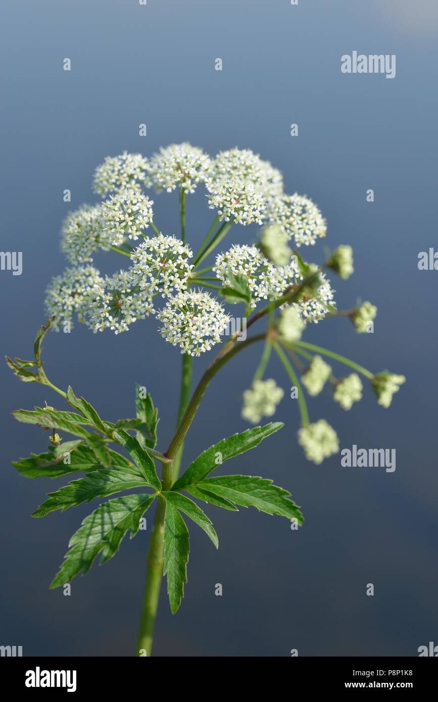 Flowering Cowbane on riverside Stock Photo