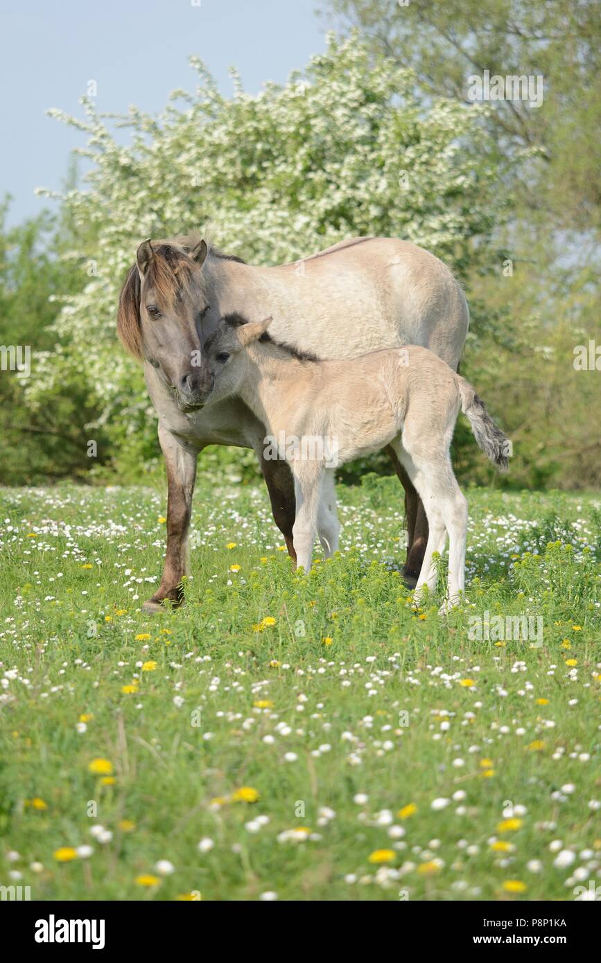 Mother and child of Polish primitive horses feeding between spring flowers Stock Photo