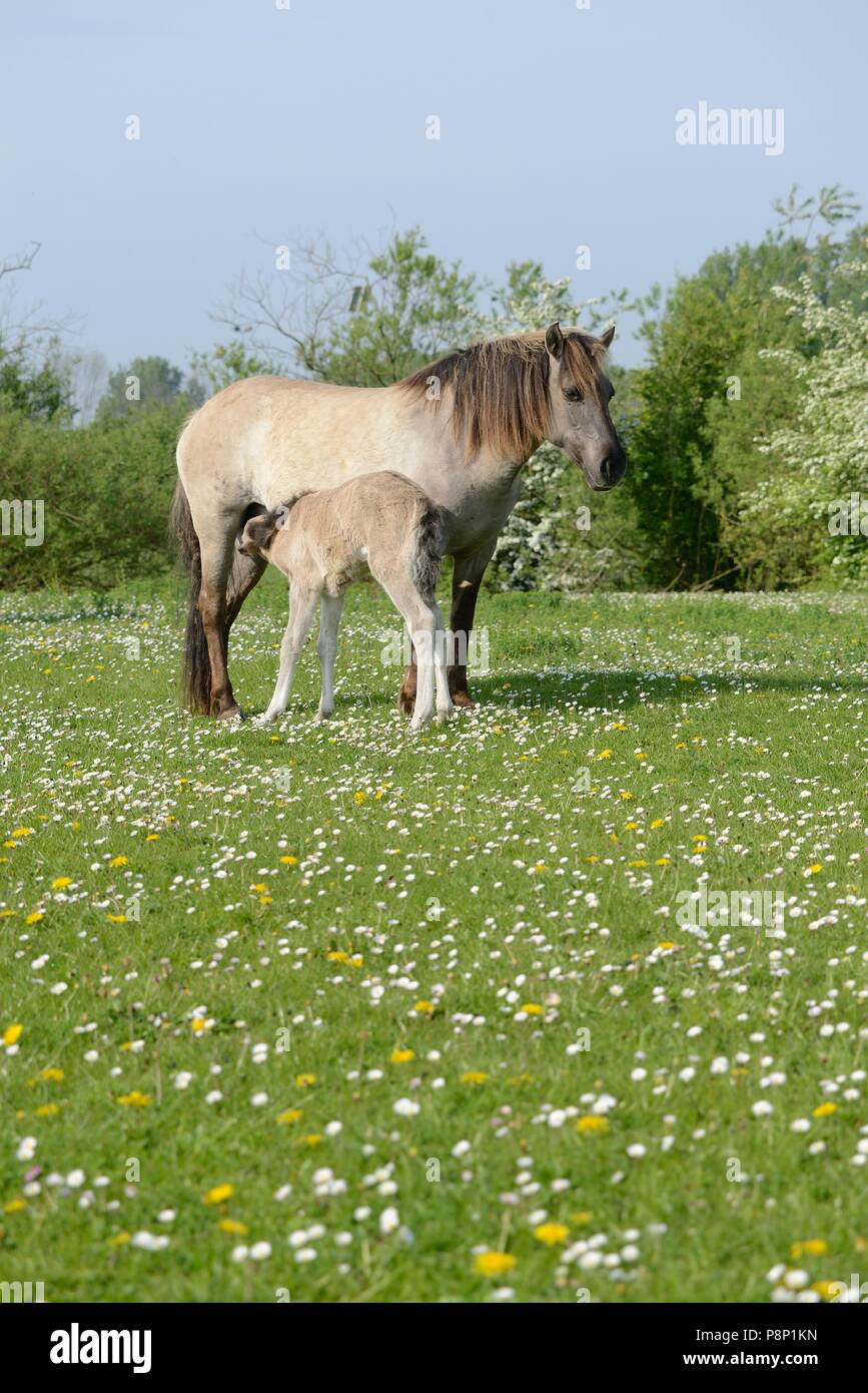 Mother and child of Polish primitive horses feeding between spring flowers Stock Photo