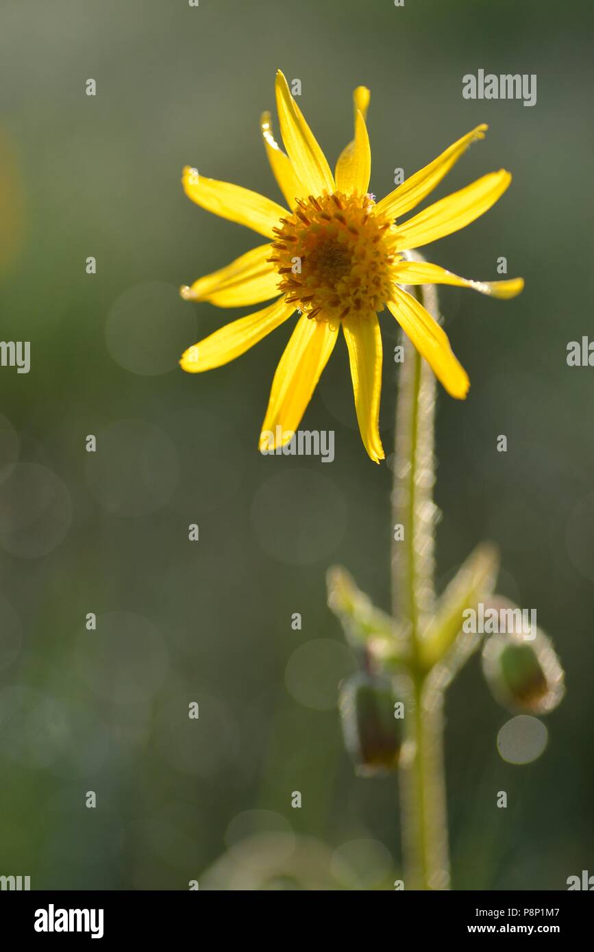 Flowering Arnica on heathland Stock Photo