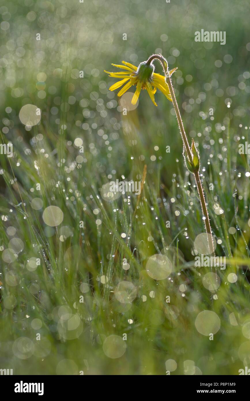 Flowering Arnica on heathland Stock Photo