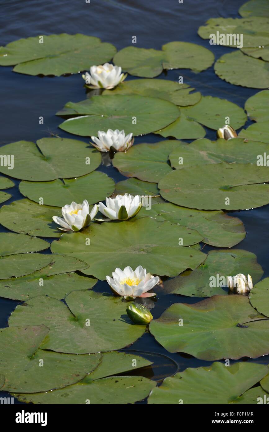 Flowering White Water Lily Stock Photo