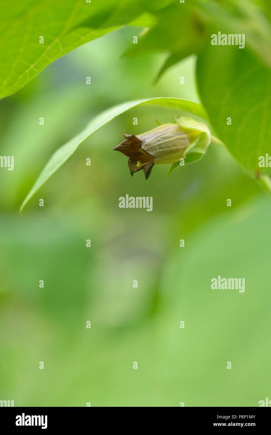 Flowering Deadly nightshade Stock Photo