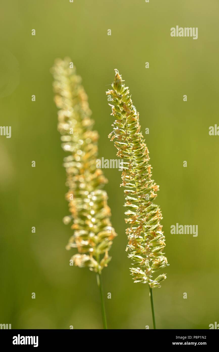 Flowering Crested dog's-Tail Stock Photo