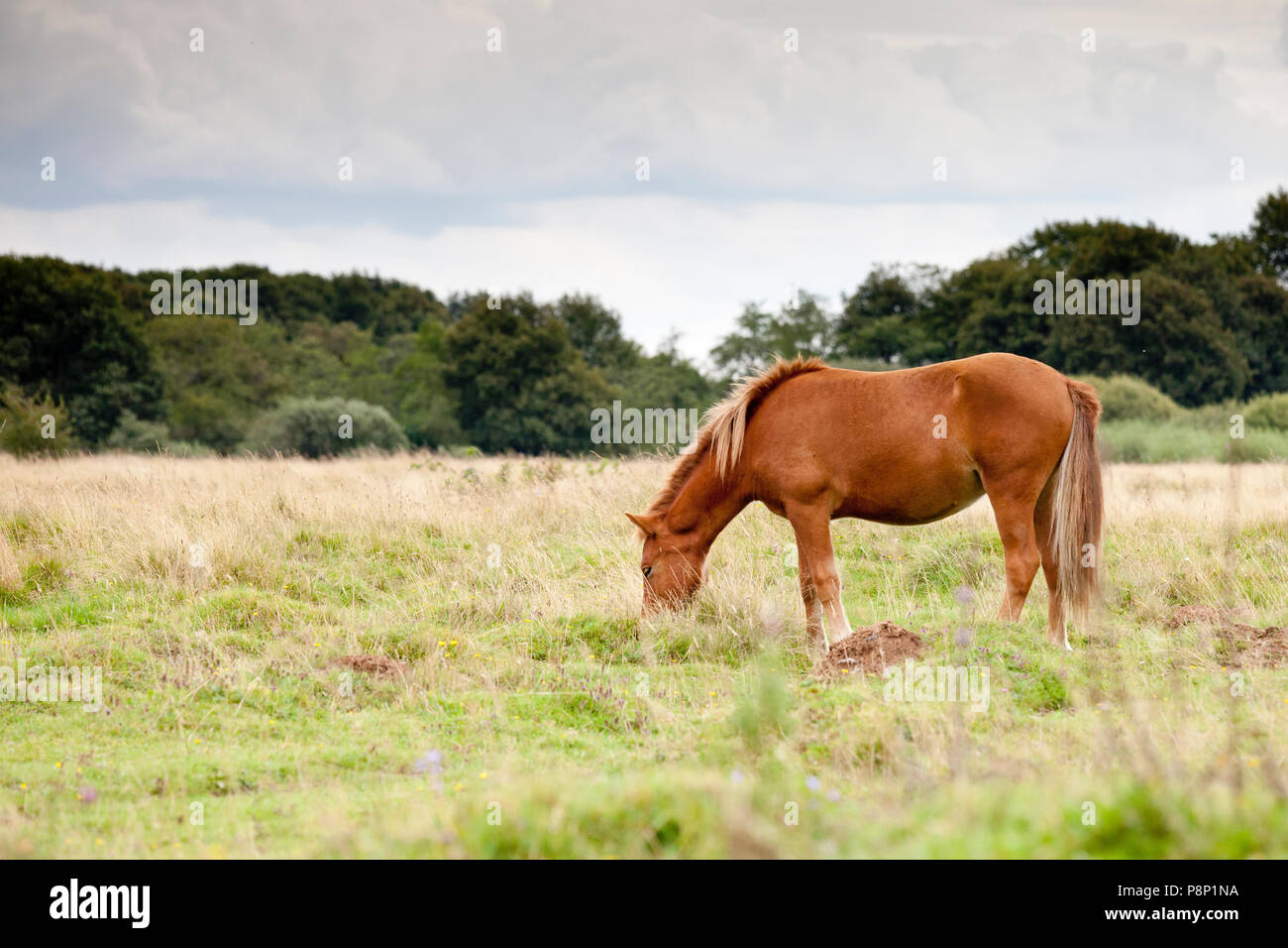 Horses graze at the Junner koelanden, a grassland within an old meander of the river Vecht. Stock Photo