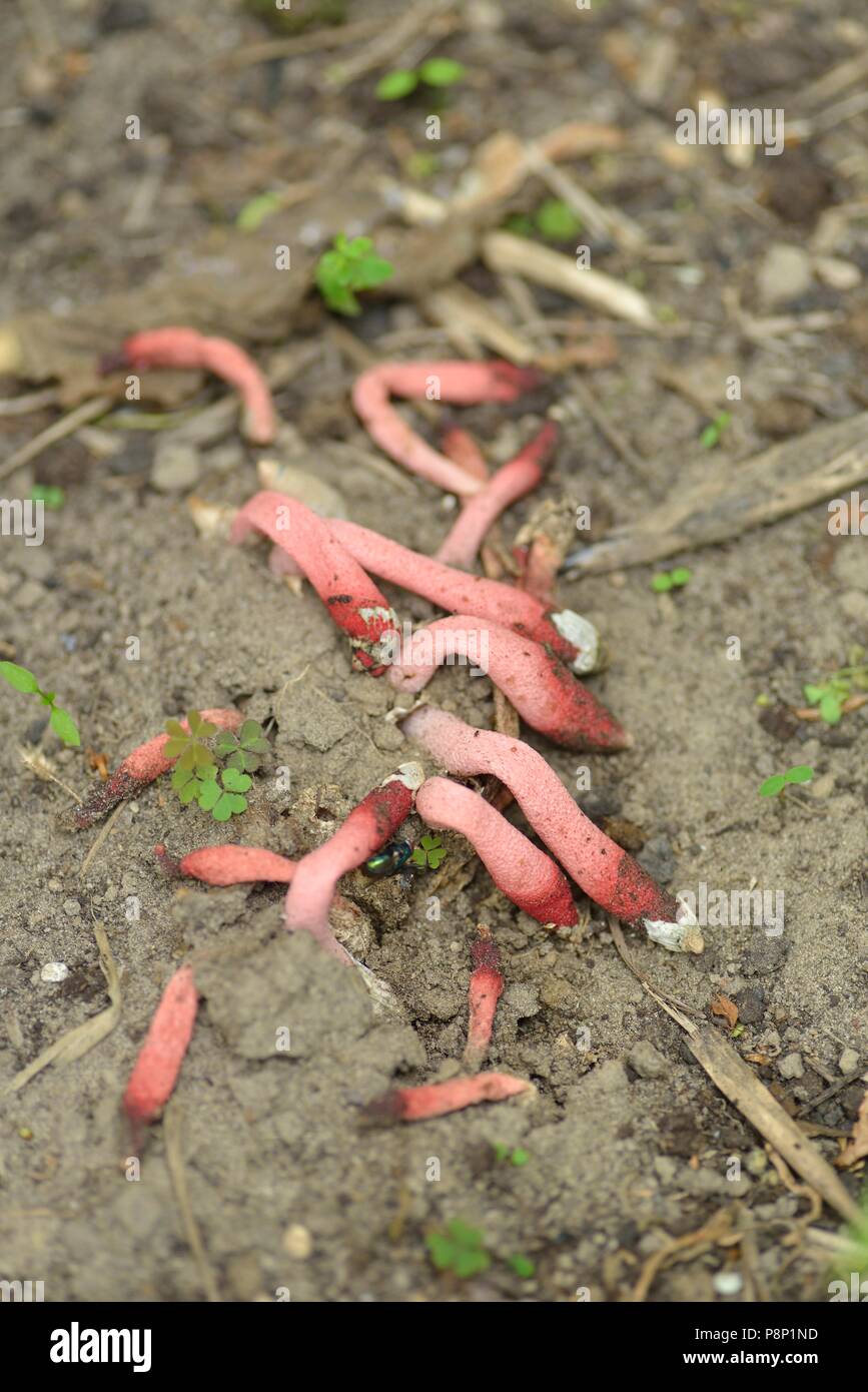 Rosy Stinkhorn Stock Photo