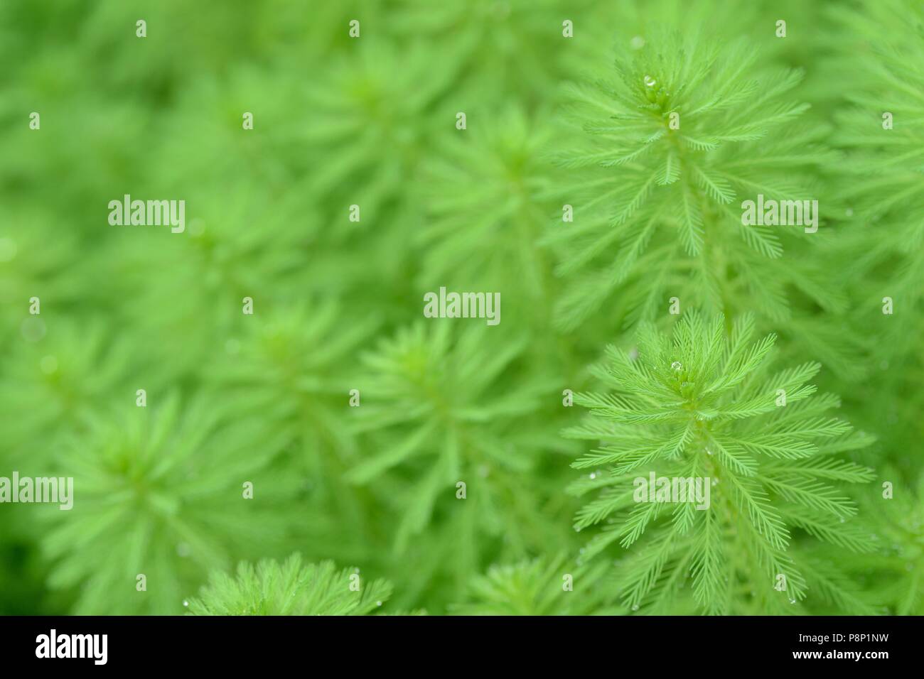 Parrot Feather is an invasive exotic aquatic plant Stock Photo