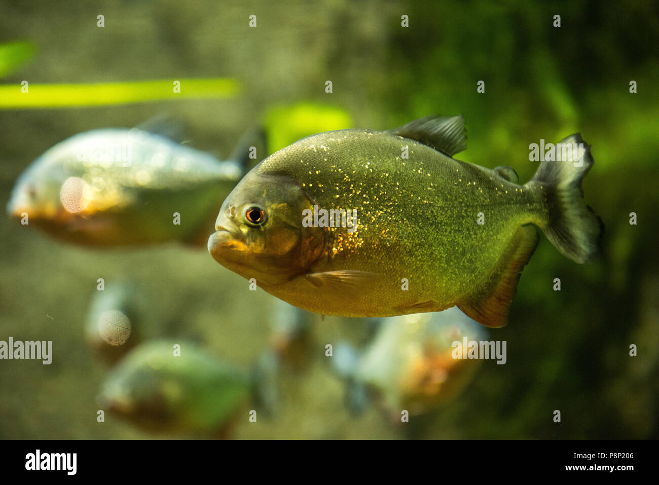 piranha fish underwater Stock Photo