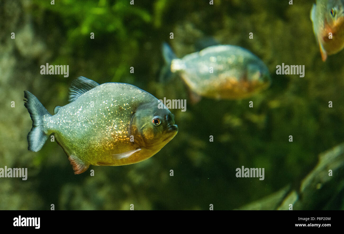 piranha fish underwater Stock Photo