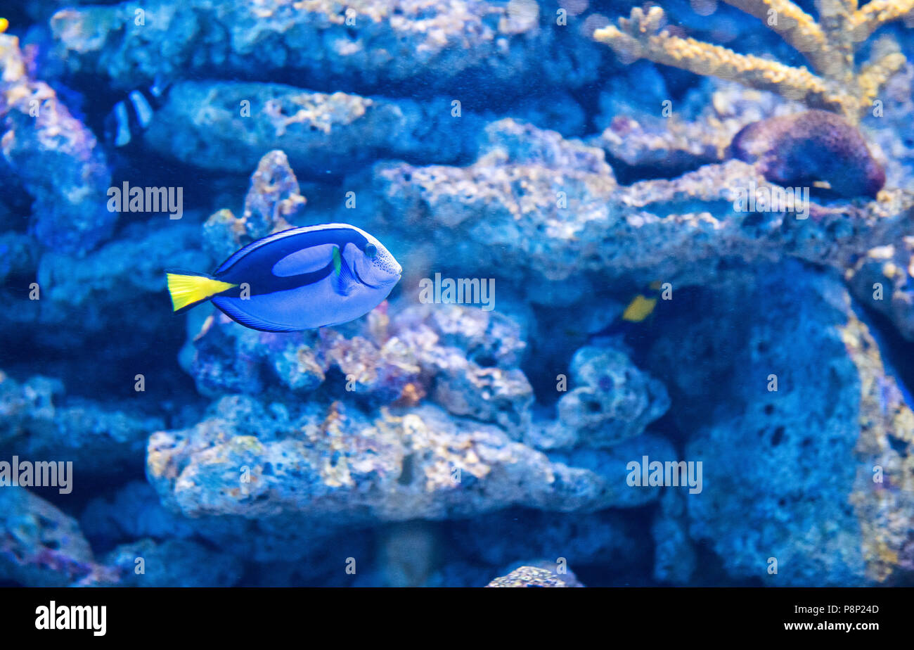 Tropical fishes on the coral reef Stock Photo