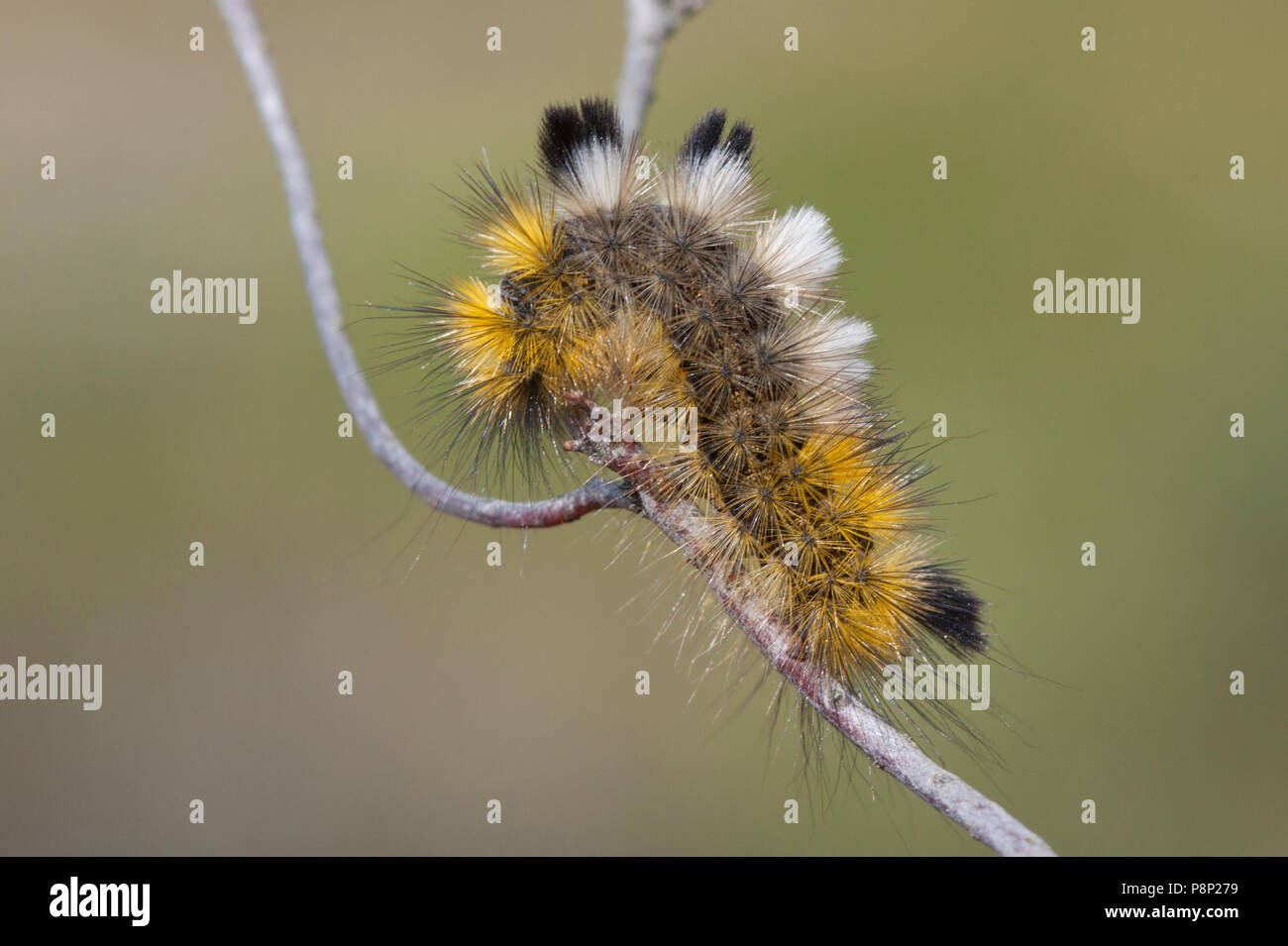 Hairy caterpillar moth hi-res stock photography and images - Alamy