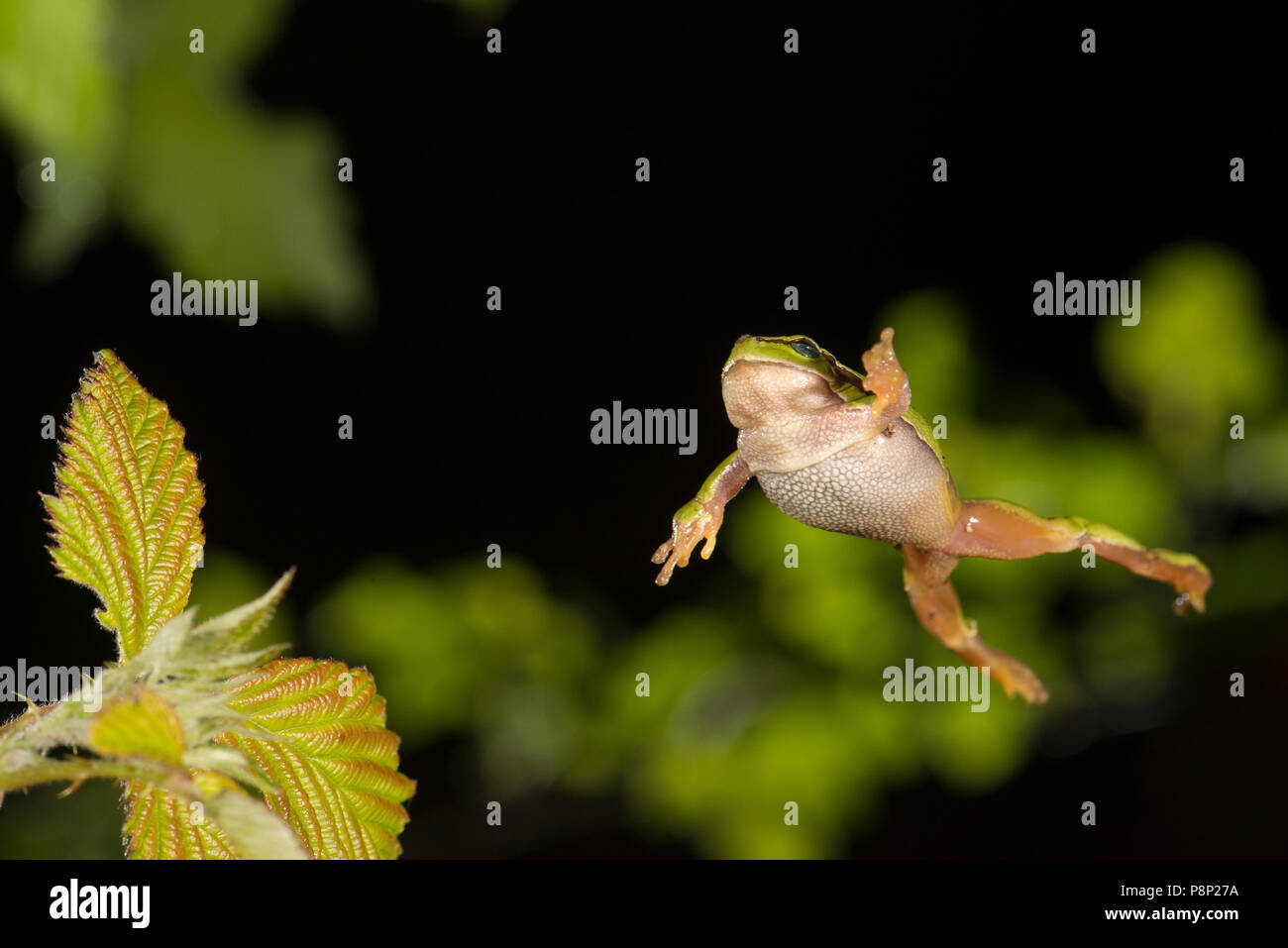 Leaping European tree frog Stock Photo