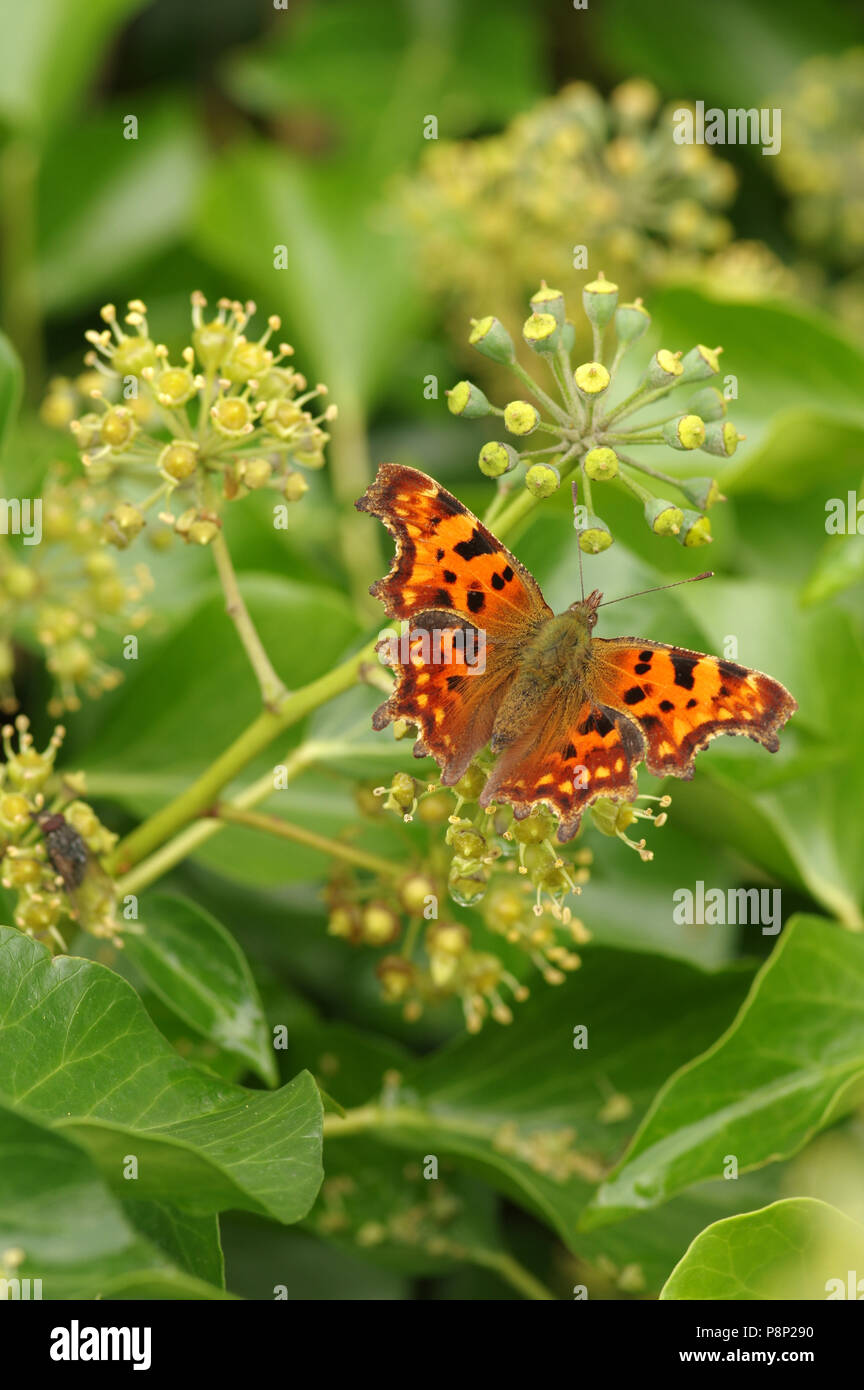 Comma butterfly on Hedera Stock Photo