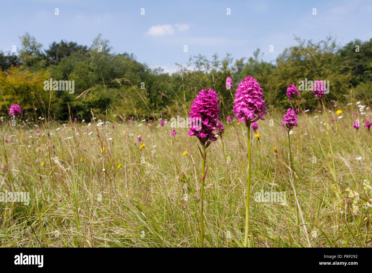 Pyramidal orchids in their natural habitat Stock Photo