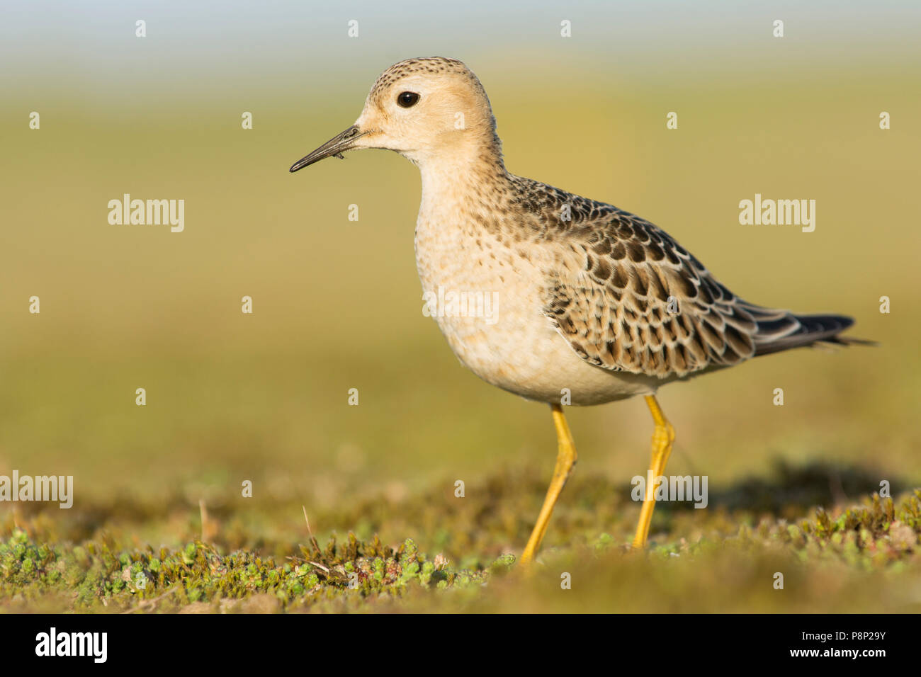 Buff-breasted Sandpiper, a vagrant from Northern America Stock Photo