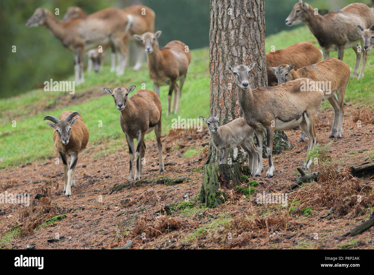 A flock of wild (mouflon) sheep with young ones standing on the slope of a hill. Stock Photo