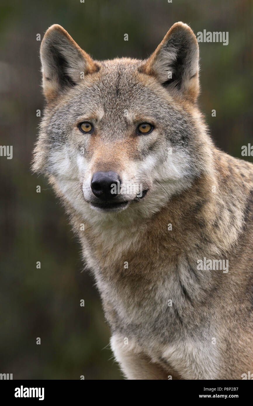 Portrait of of gray wolf. Stock Photo
