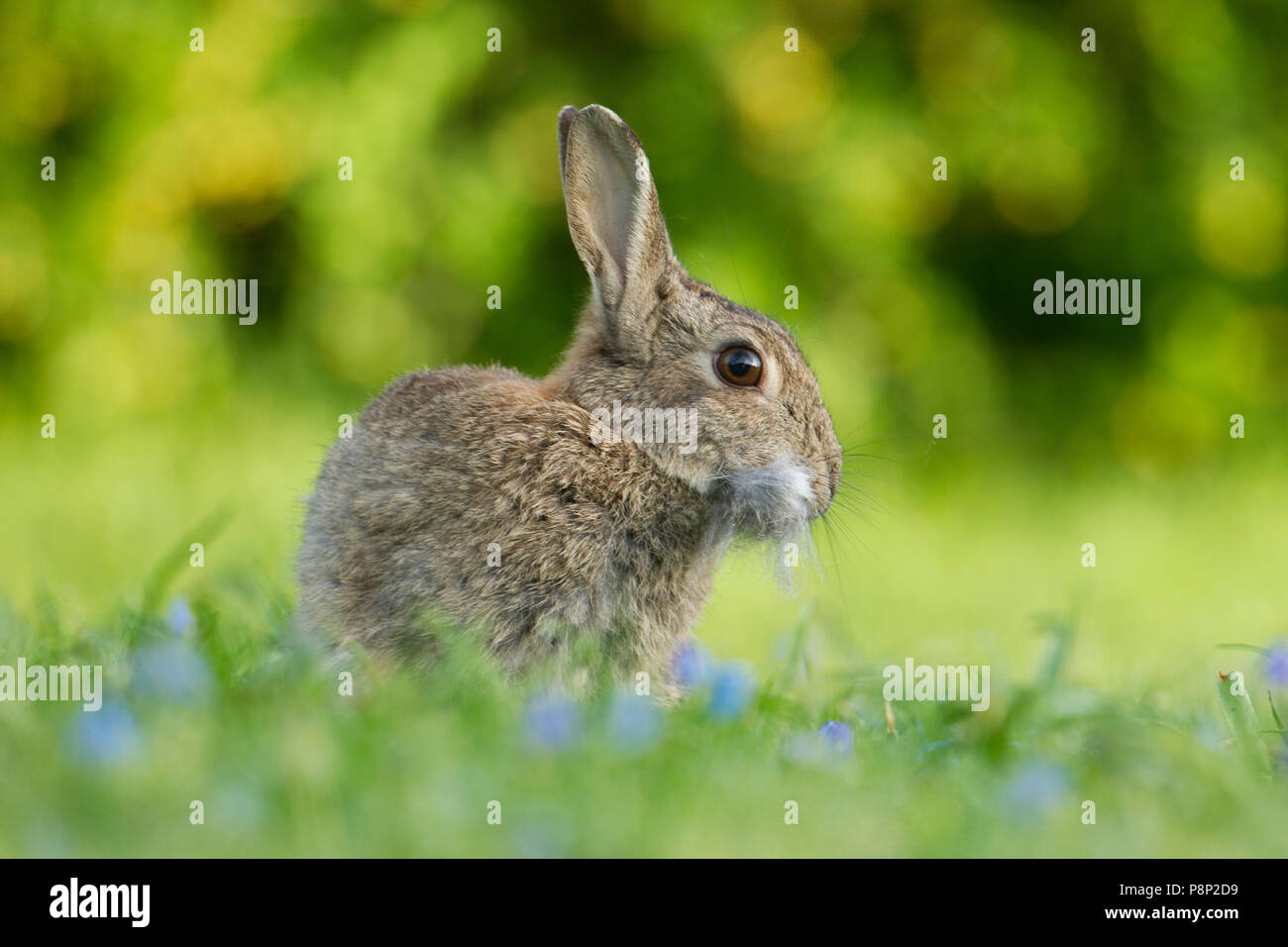 rabbit plucks hair for her nest Stock Photo