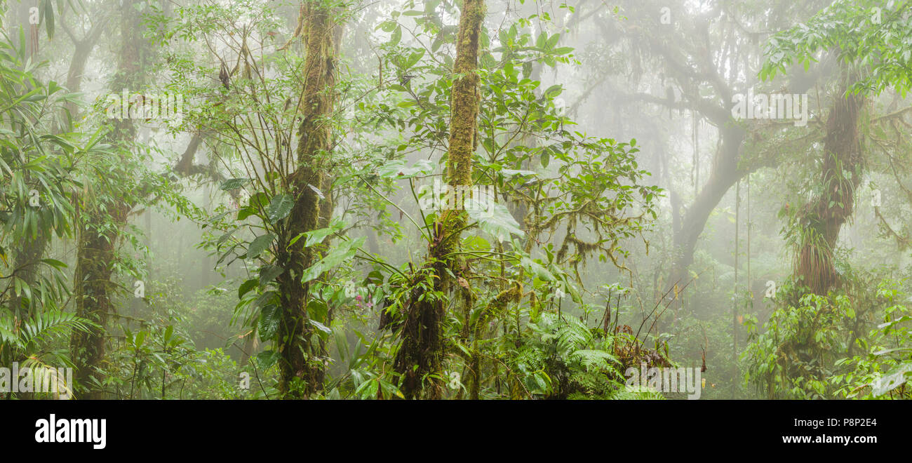 Tropical Cloud forest at Monte Verde in Costa Rica Stock Photo