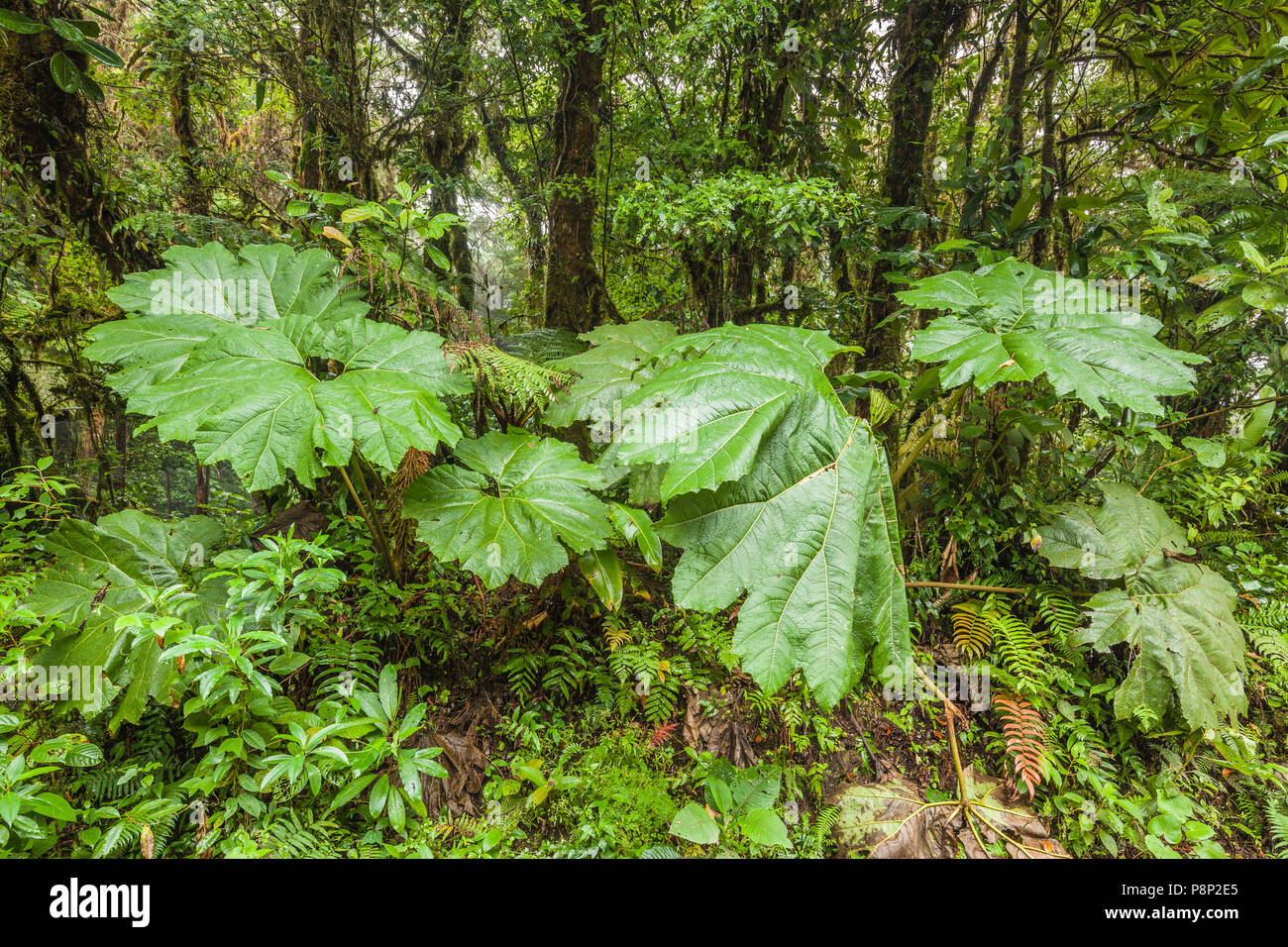 Tropical Cloud forest at Santa Elena in Costa Rica Stock Photo