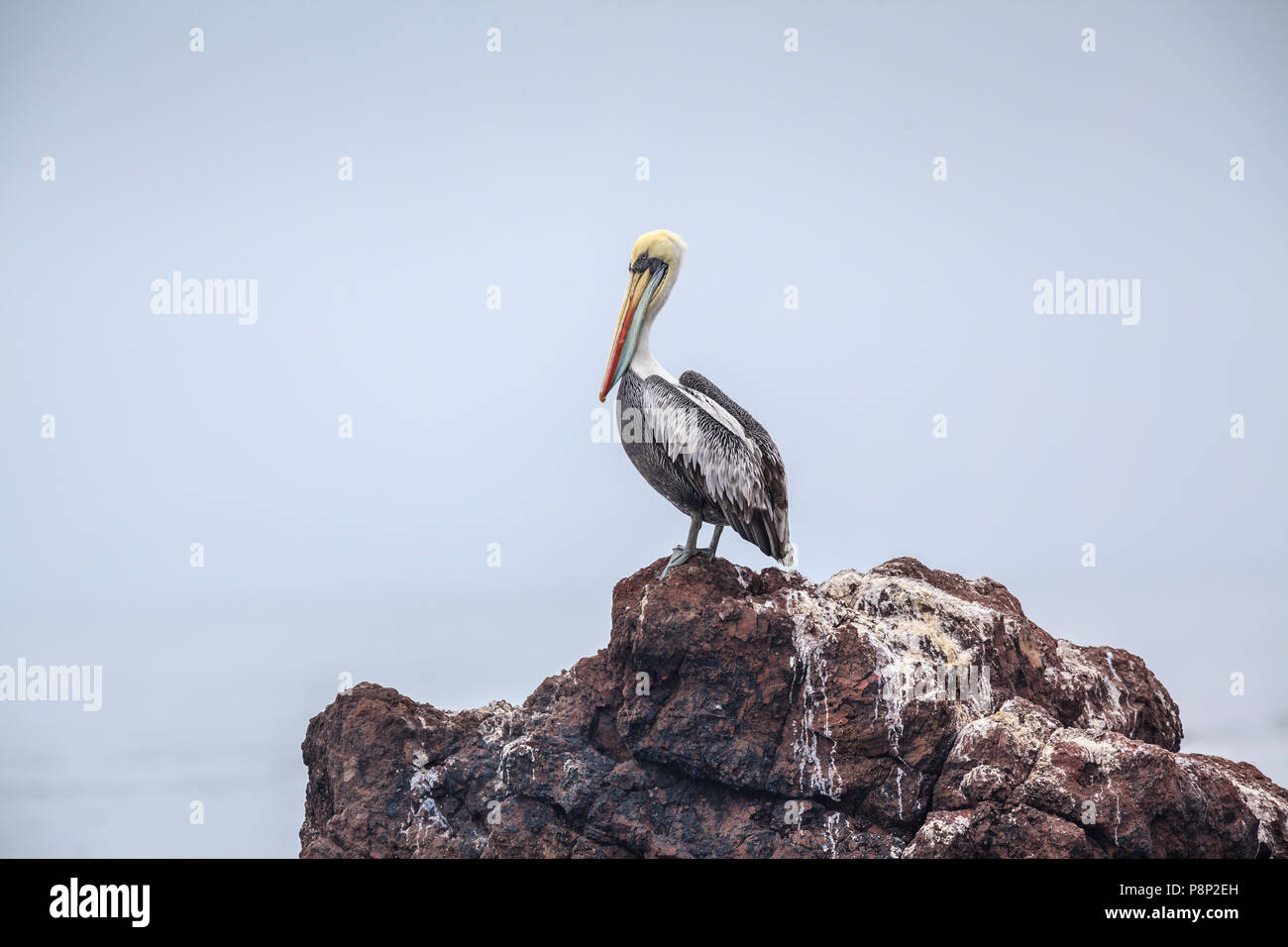 Peruvian Pelican (Pelecanus thagus) standing on a cliff Stock Photo