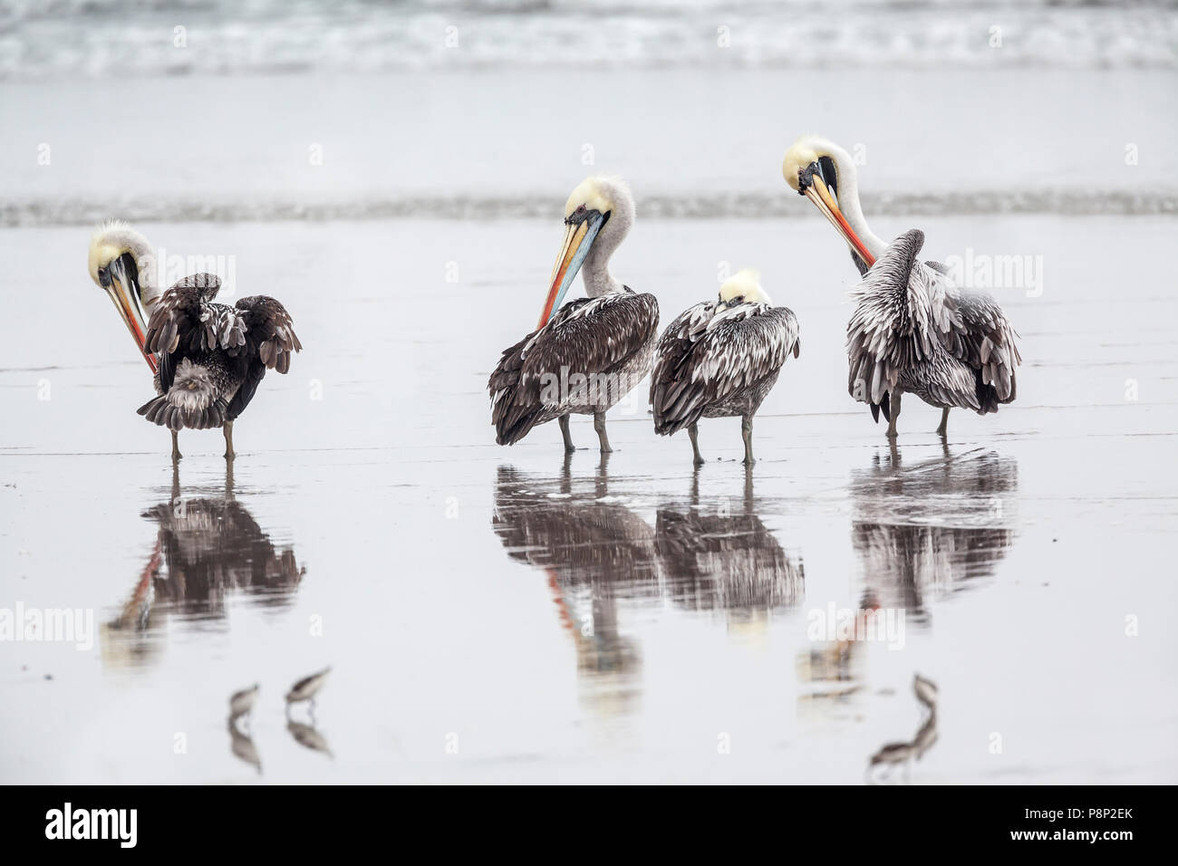 Group of four Peruvian Pelicans (Pelecanus thagus) standing on the beach grooming their feathers Stock Photo