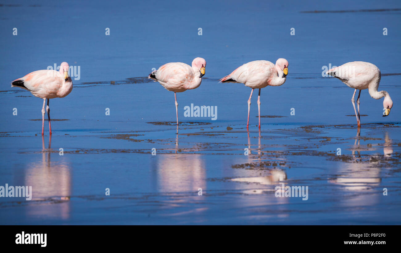 Group of James's Flamingo's (Phoenicoparrus jamesi) standing in half frozen saltlake Stock Photo