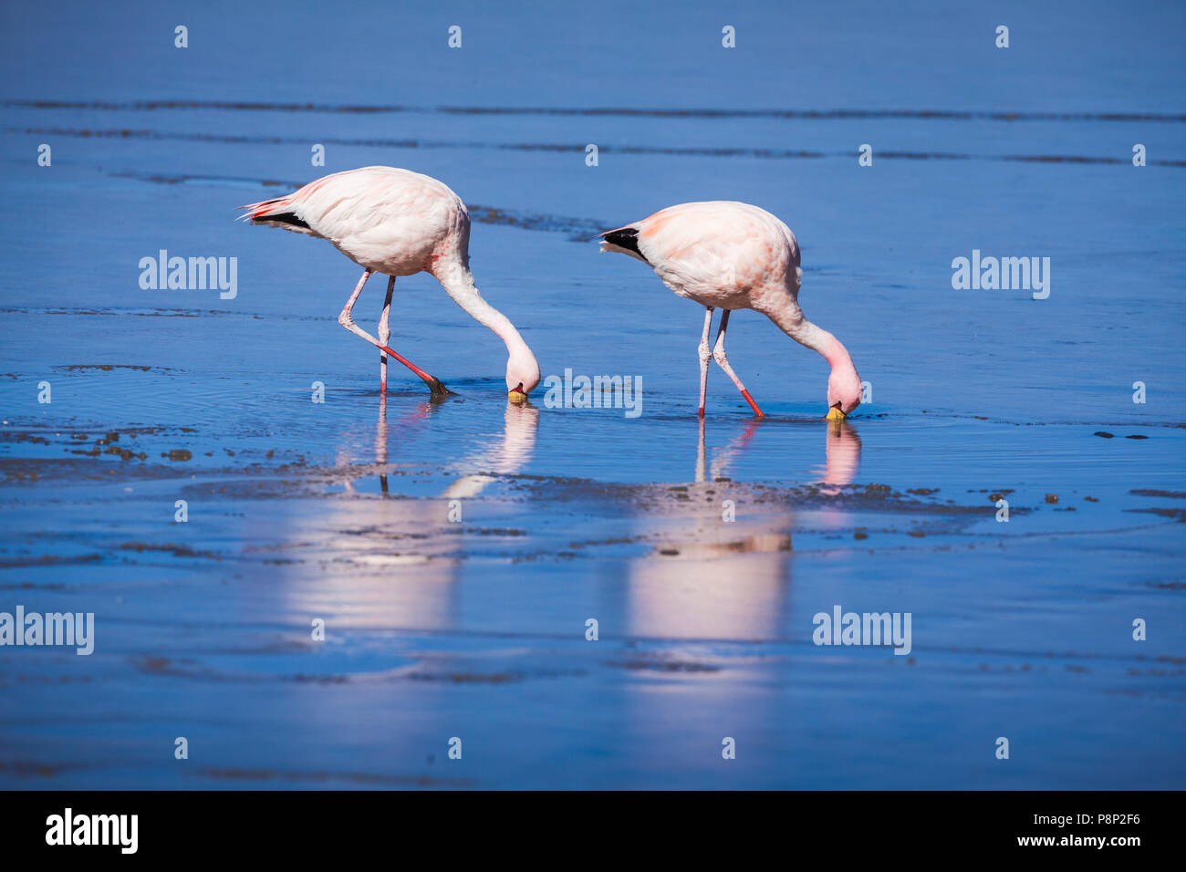 James's Flamingo's (Phoenicoparrus jamesi) foraging in half frozen saltlake Stock Photo